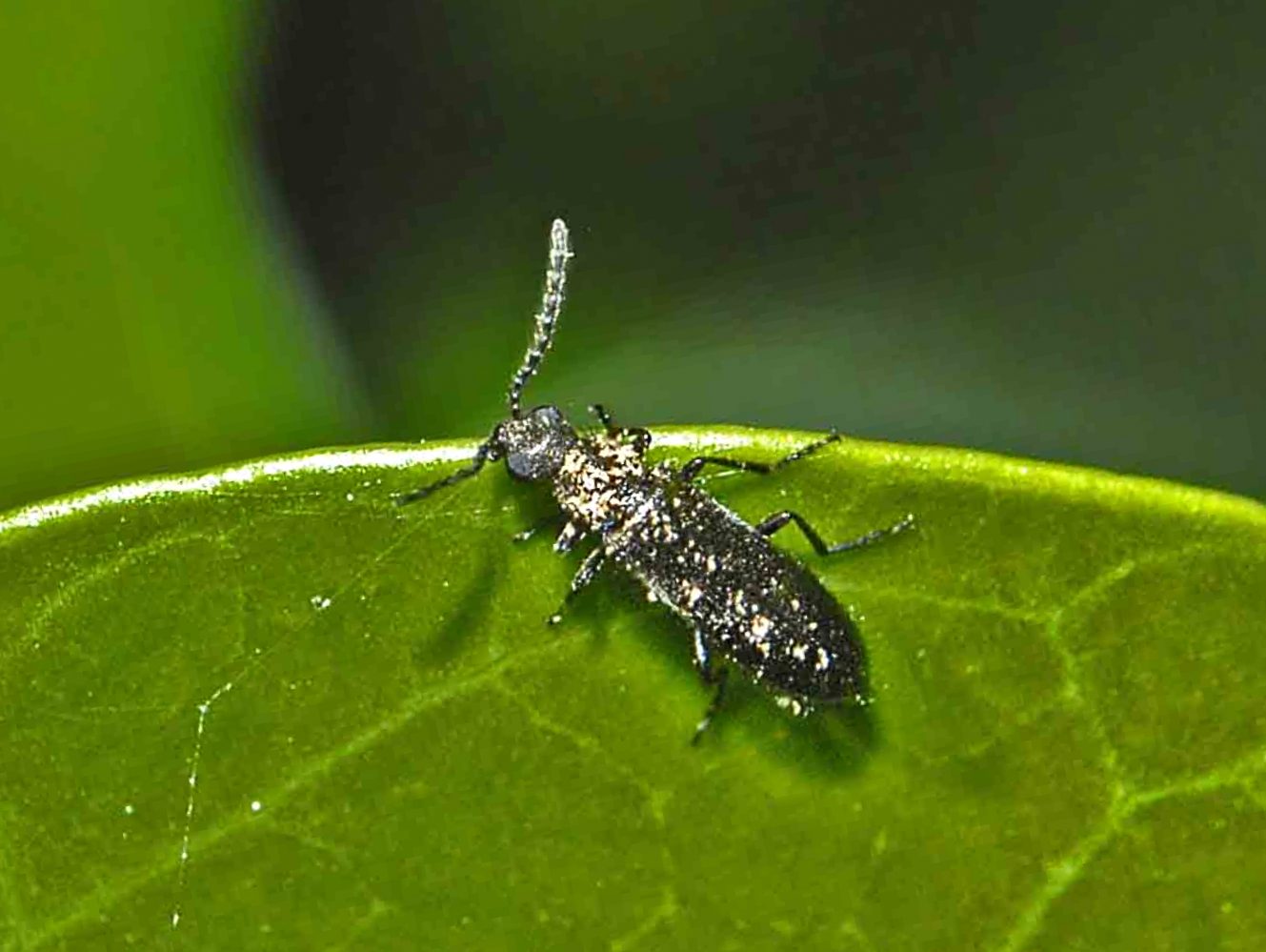 Dasytes sp.